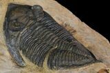 Bargain, Zlichovaspis Trilobite - Atchana, Morocco #138063-5